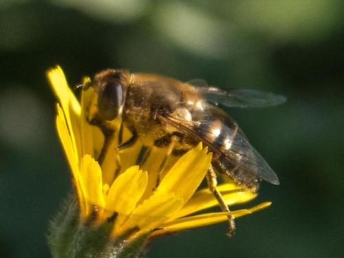 Réf. 247 415 : Eristalis tenax